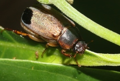 Phyllophaga