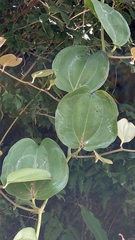 Smilax