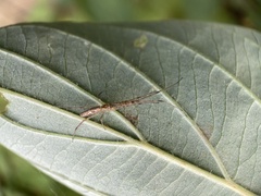 Tetragnatha