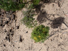 Isopogon ceratophyllus
