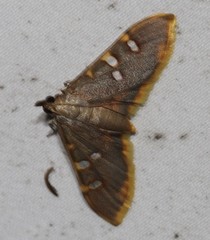 Prophantis
