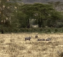 Phacochoerus africanus massaicus
