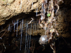 Arachnocampa luminosa