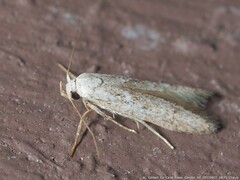 Hypatopa punctiferella