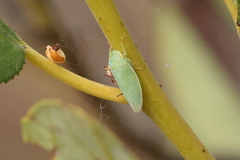 Gyponana