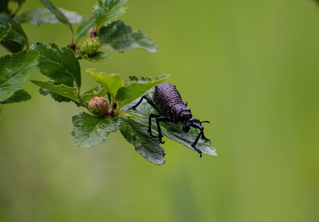 Aegorhinus vitulus