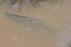 Channa argus
