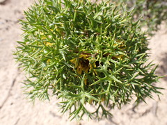 Isopogon ceratophyllus