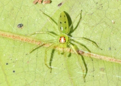 Lyssomanes viridis