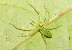 Lyssomanes viridis