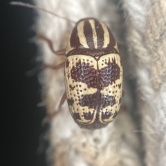 Cryptocephalus leucomelas