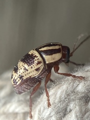 Cryptocephalus leucomelas