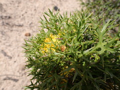 Isopogon ceratophyllus