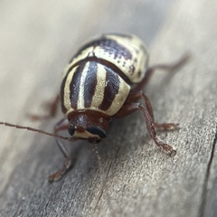 Cryptocephalus leucomelas