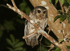 Margarobyas lawrencii