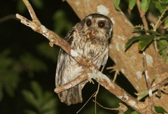 Margarobyas lawrencii