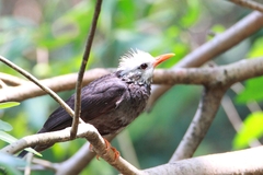 Hypsipetes leucocephalus