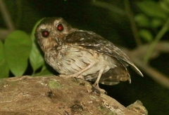 Margarobyas lawrencii