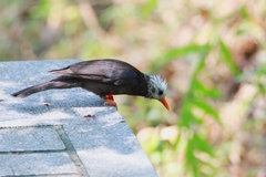 Hypsipetes leucocephalus