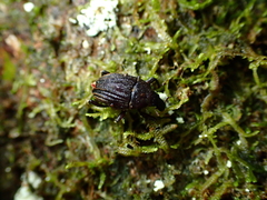 Psepholax sulcatus