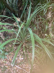 Pandanus odorifer