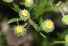 Erigeron laevigatus