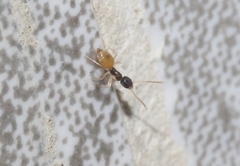 Tapinoma melanocephalum