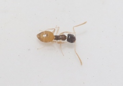 Tapinoma melanocephalum
