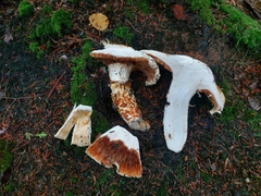 Tricholoma