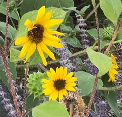 Helianthus annuus