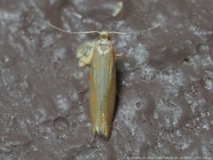 Tischeria quercitella