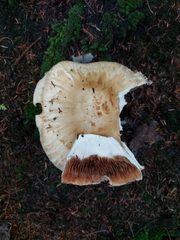 Tricholoma