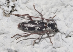 Elaphidion irroratum