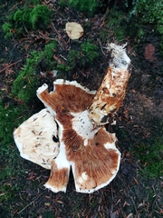 Tricholoma