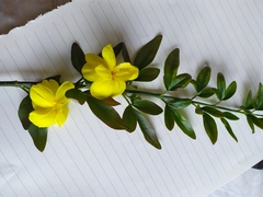 Jasminum mesnyi