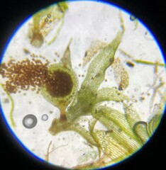 Physcomitrium readeri