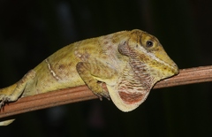 Anolidae