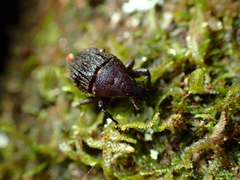 Psepholax sulcatus