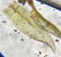 Physcomitrium readeri