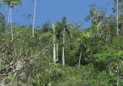 Gaussia princeps