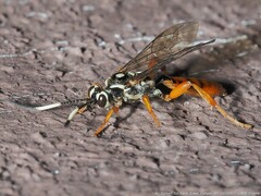 Cratichneumon w-album