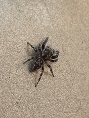 Metaphidippus chera