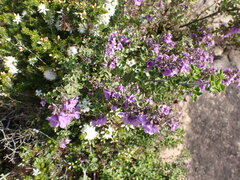 Prostanthera rotundifolia