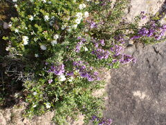 Prostanthera rotundifolia
