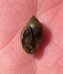 Physa