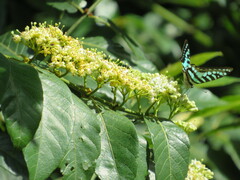 Graphium policenes policenes