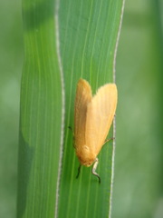 Arctiinae