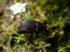 Psepholax sulcatus