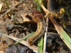 Galgula partita