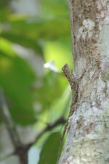 Draco blanfordii